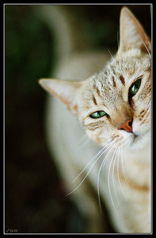 *caty* 