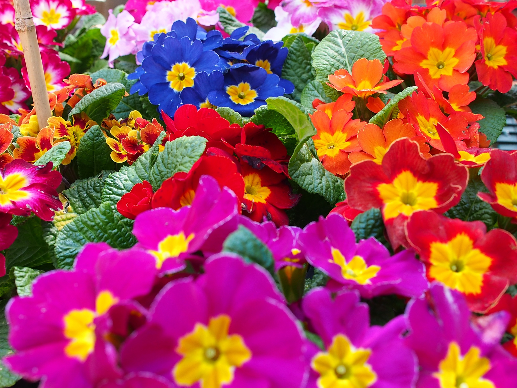 Flowers Flowers