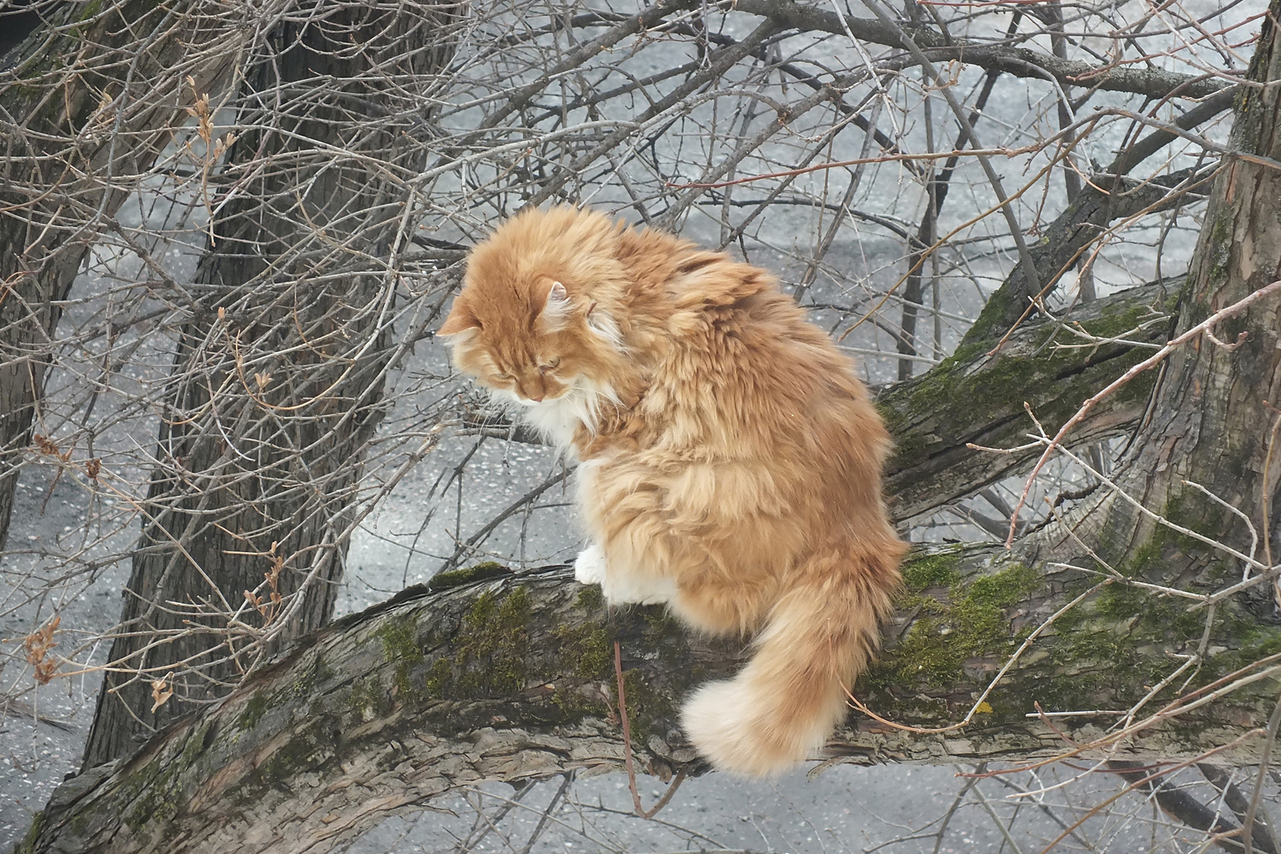 сбежала от хозяина на дерево 