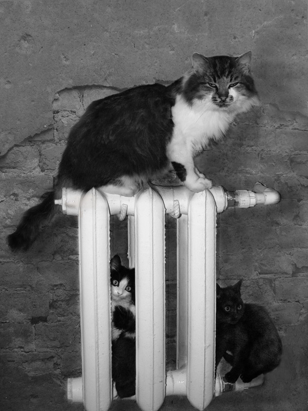 Ерунда, перезимуем! коты батарея перезимуем