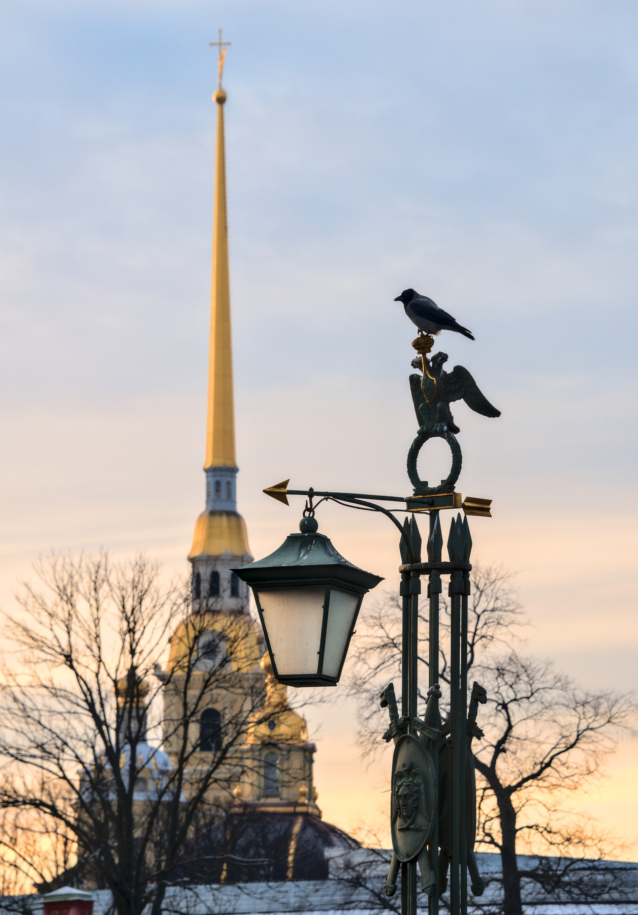 Петербургская ворона 
