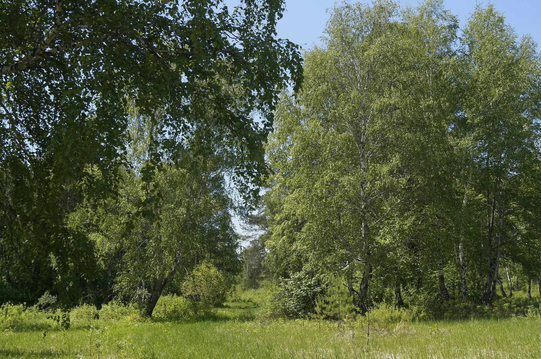 Лето лето лес деревья берёзы