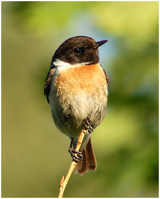 Черноголовый Чекан ( Stonechat ) чекан