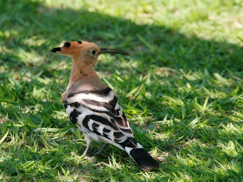 29256 Hoopoe 