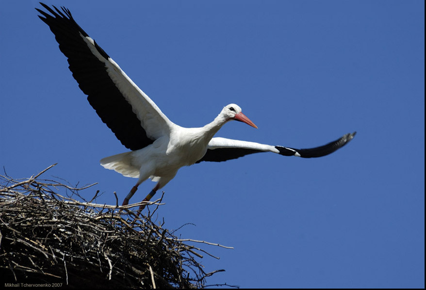СВОБОДА аист, stork