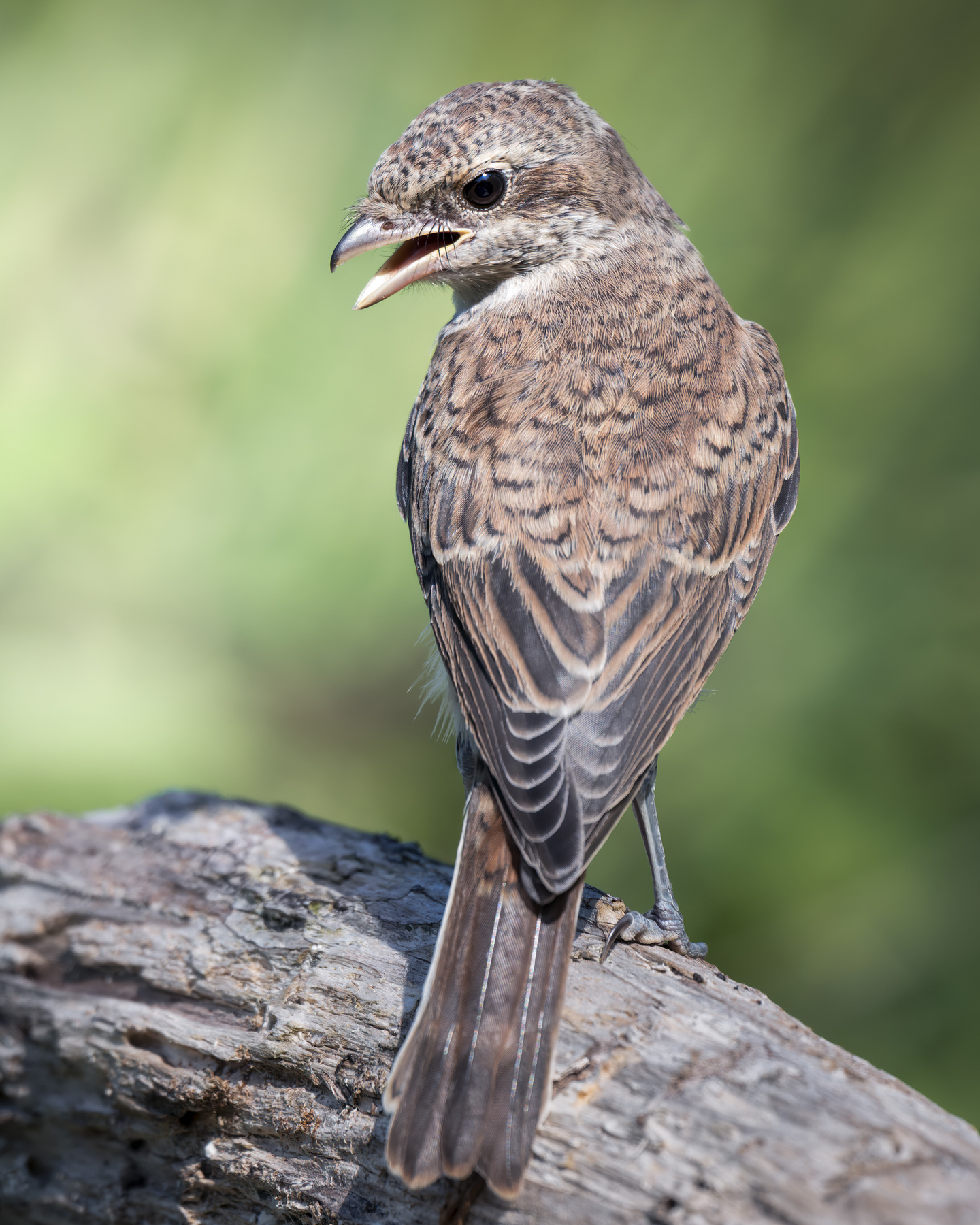 Сорокопут-жулан (Lanius collurio) 