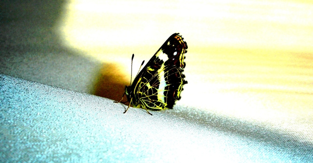 butterfly бабочка
