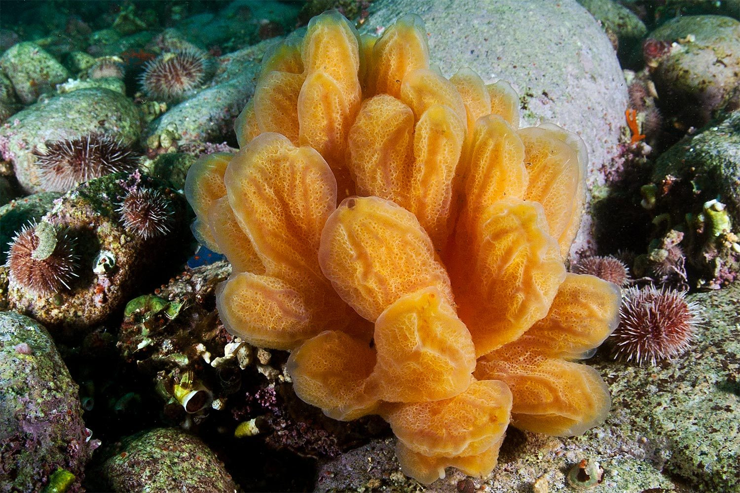 ??? нечто Японское море июль