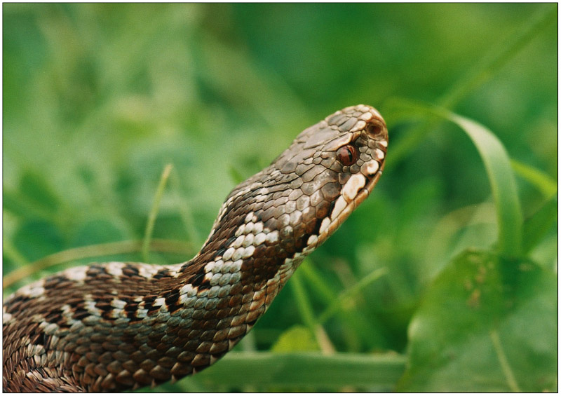 Vipera berus Vipera berus, гадюка