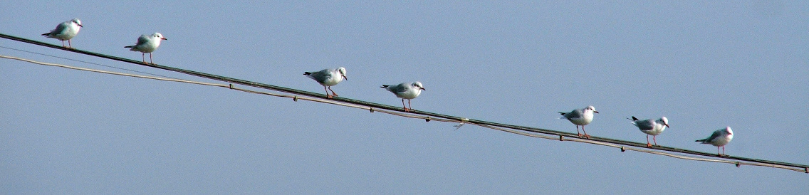 friends 