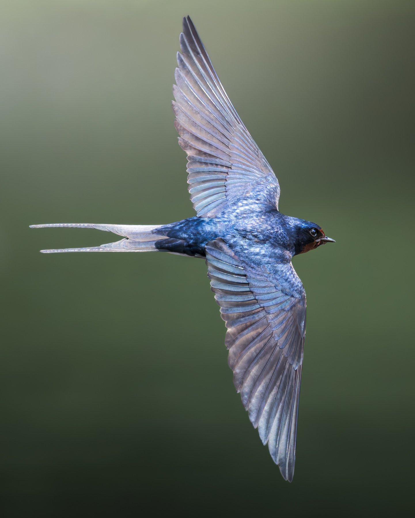 Деревенская ласточка (Hirundo rustica) 