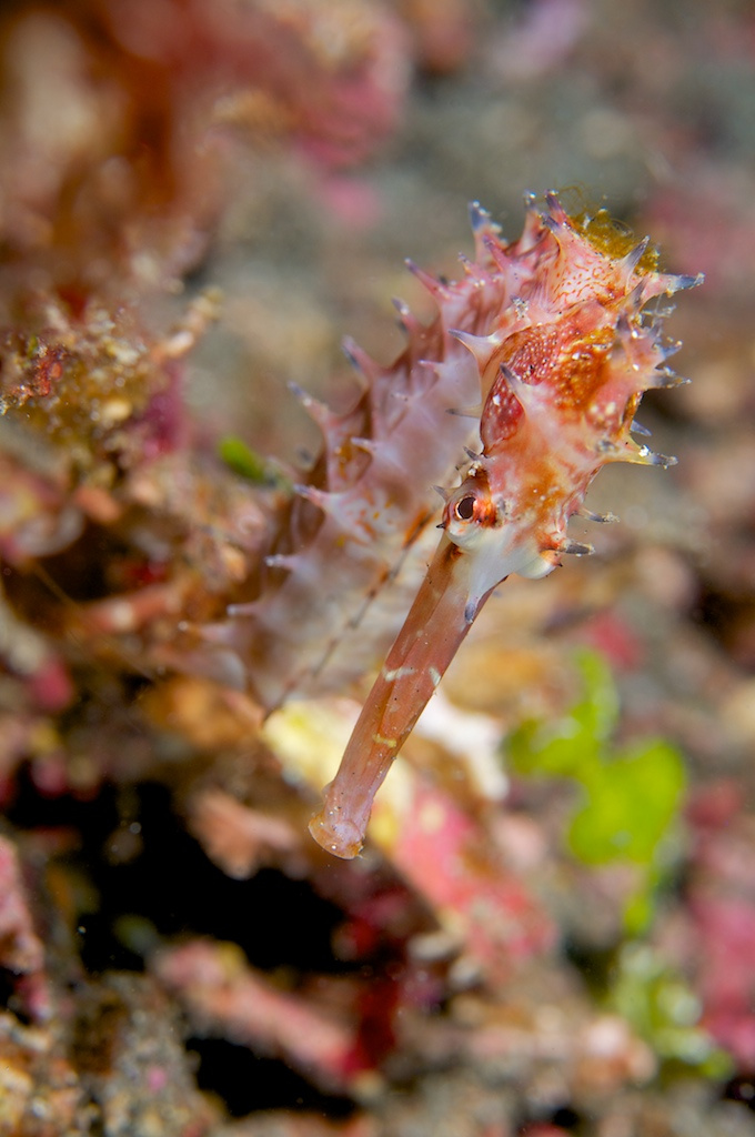 lembeh01 