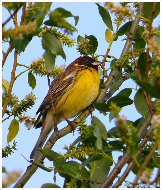 Дубровник Птица дубровник Emberiza aureola
