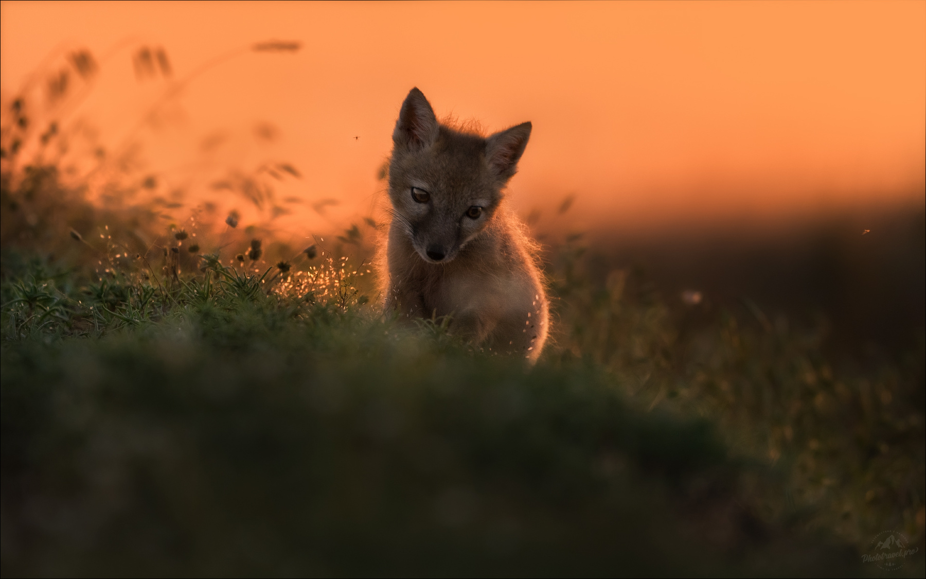 Грусть, печаль .. корсачок корсак степная лисица Vulpes corsac лиса калмыкия корсаки