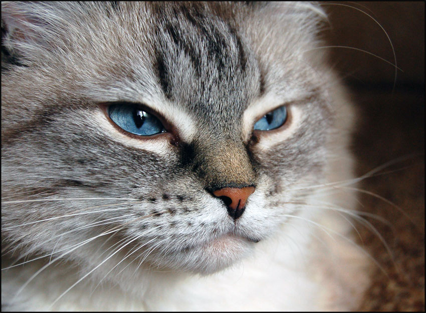 КОТОЦАРЬ Тиша