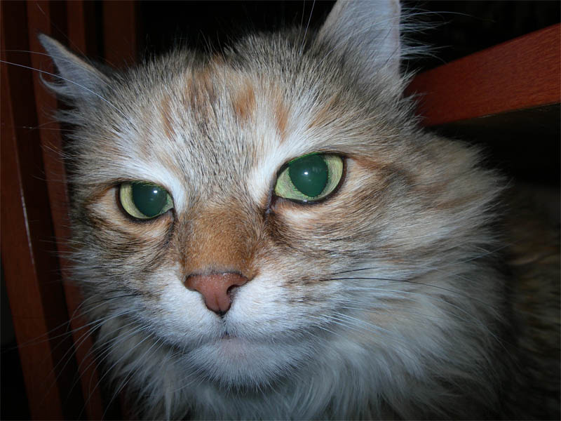 Мяу... котик мяу взгляд