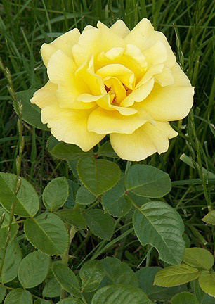Роза желтая роза