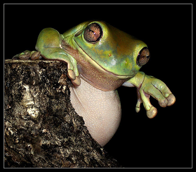 Ваш добрый дядюшка Джо коралловопалая литория Litoria caerulea