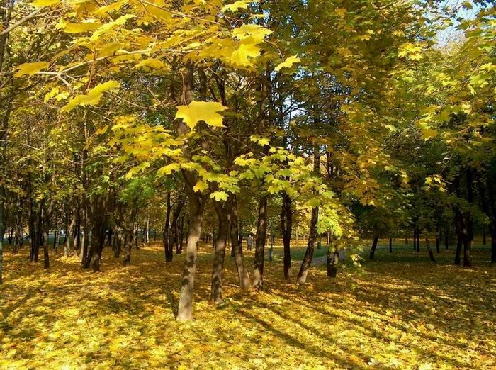 Что такое Осень? лес осень