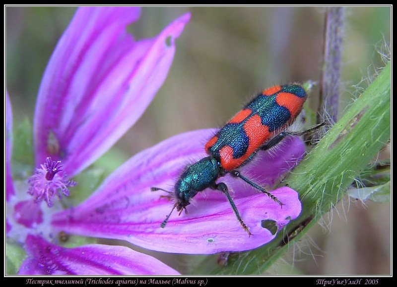 Пестряк пчелиный (Trichodes apiarius) на просвирнике (Malva sp.) жук пестряк пчелиный просвирник мальва