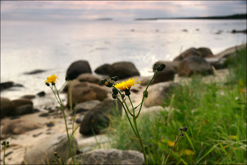 среди камней и моря 