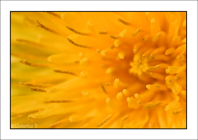 По ту сторону одуванчика dandelion flower spring