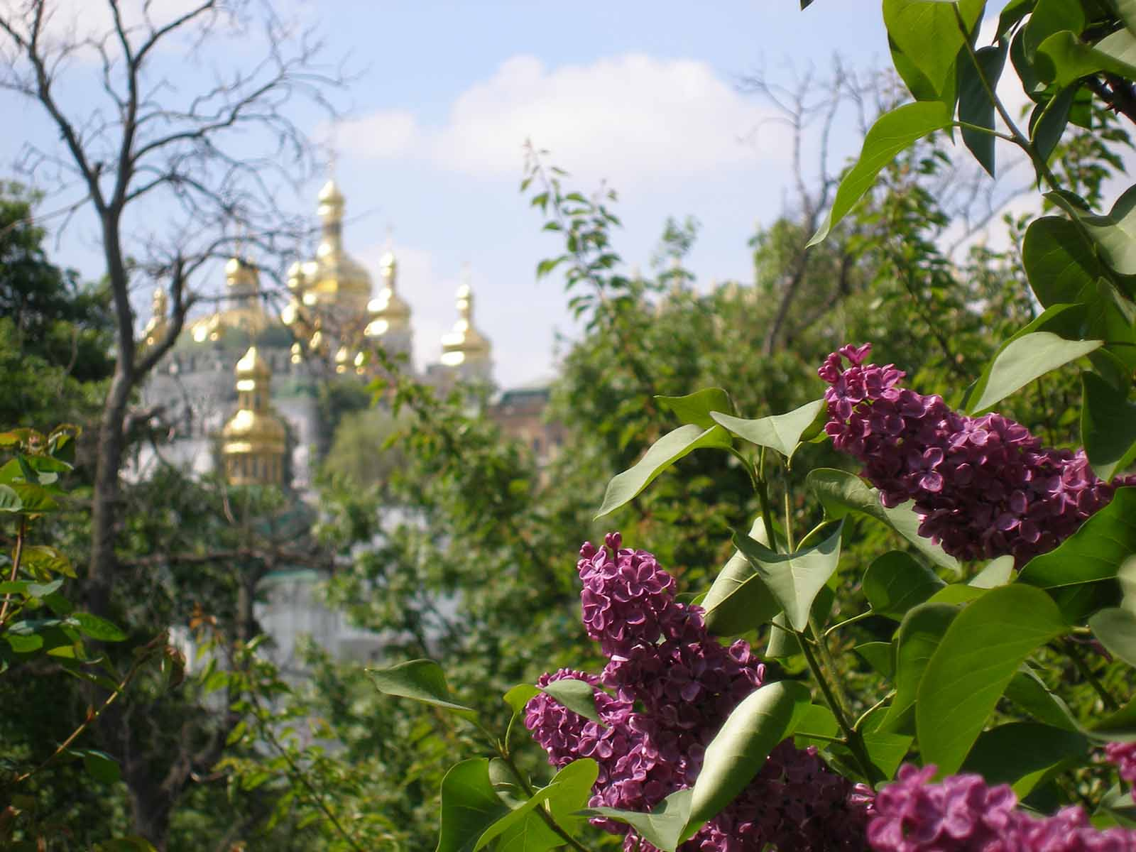 Лаврские кущи лавра кусты сирени