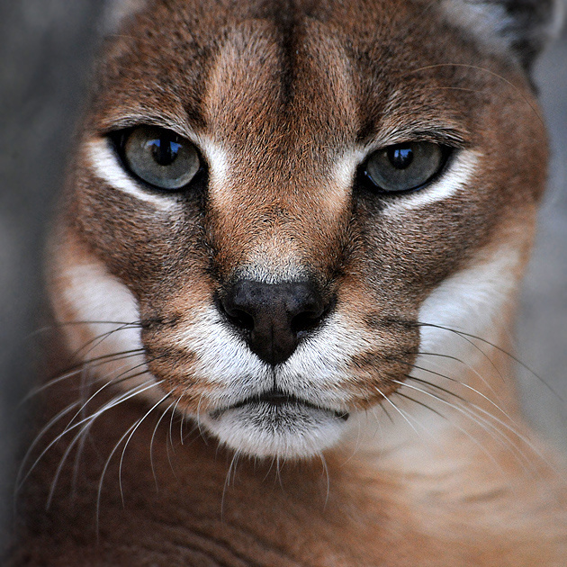 Я тебя насквозь вижу! каракал Felis caracal