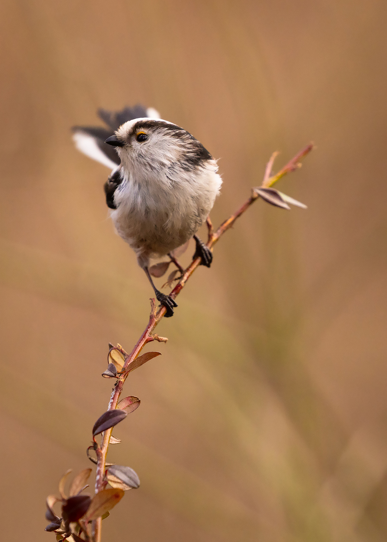 Long-tailed Ti 