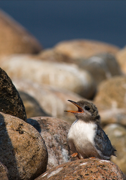 Одинокий. Sterna hirundo, крачка, птенец, Торпак, Ладога