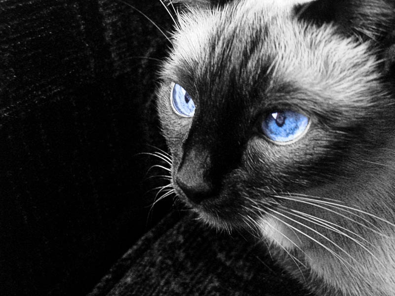 Сиамская кошка. кошка, черно-белое