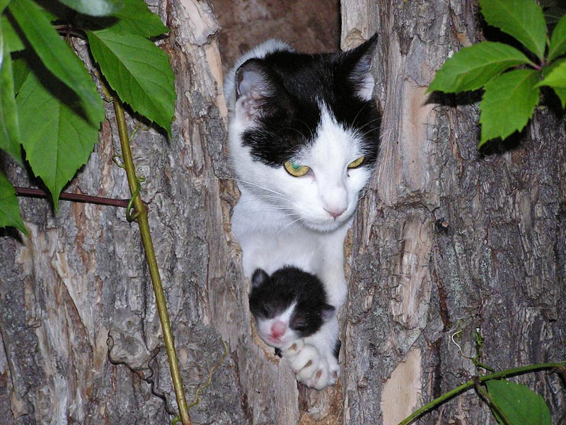 Кошкин дом Кошка котенок