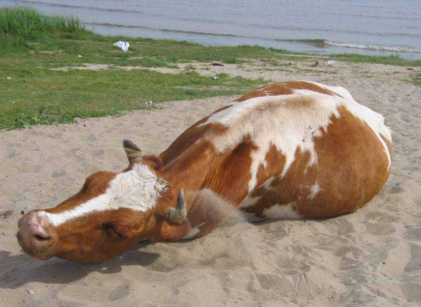 КоРоВа корова