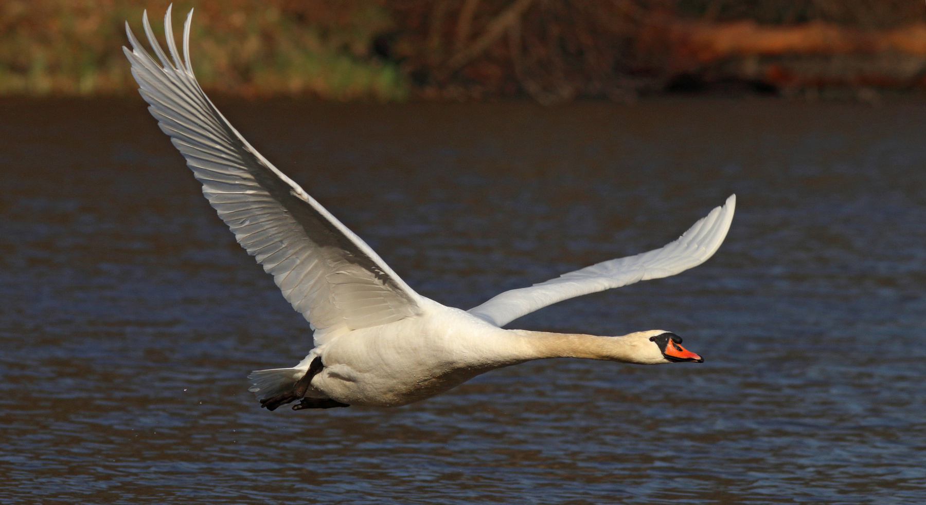 Навстречу весне! Лебедь-шипун Cygnus olor Mute swan