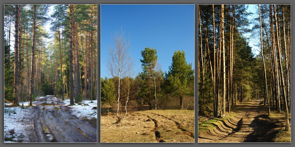 Весна на дороге Лес, Дорога, Весна, Подосинки, Путешествия