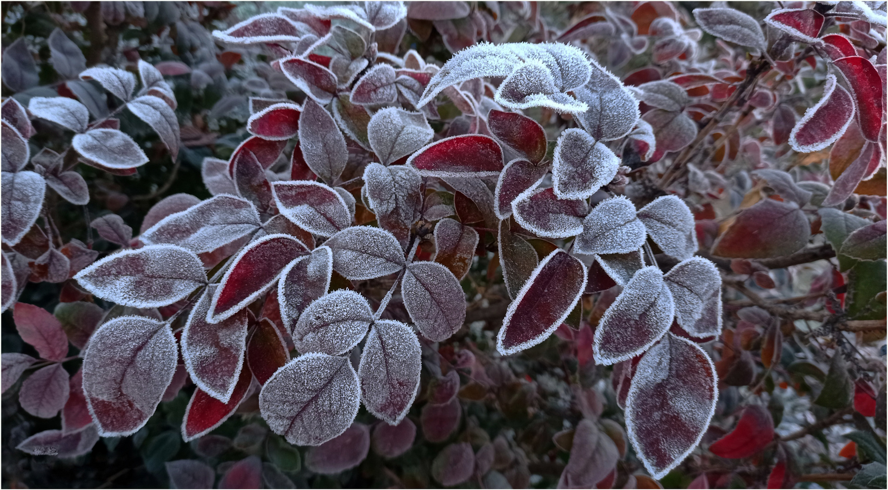 Морозное утро 