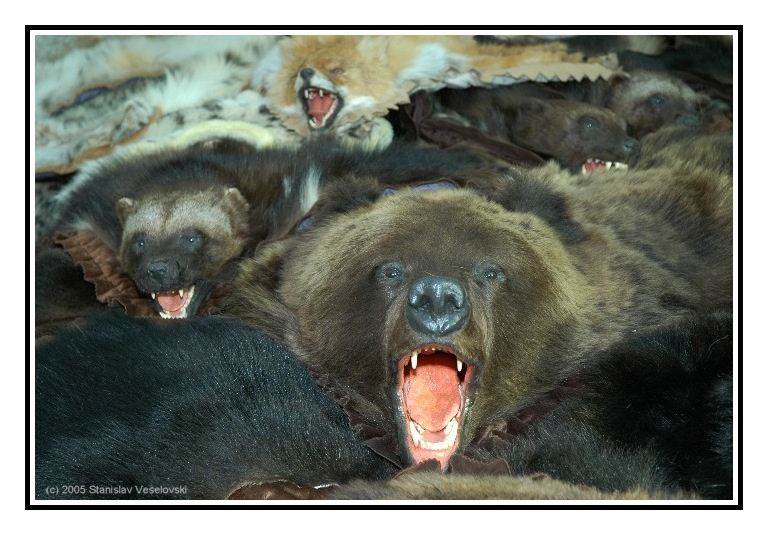 Кладбище животных. Animals cemetary меха мех кладбище furs cemetary