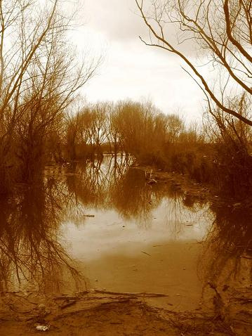 Скоро затопит! разлив вода деревья