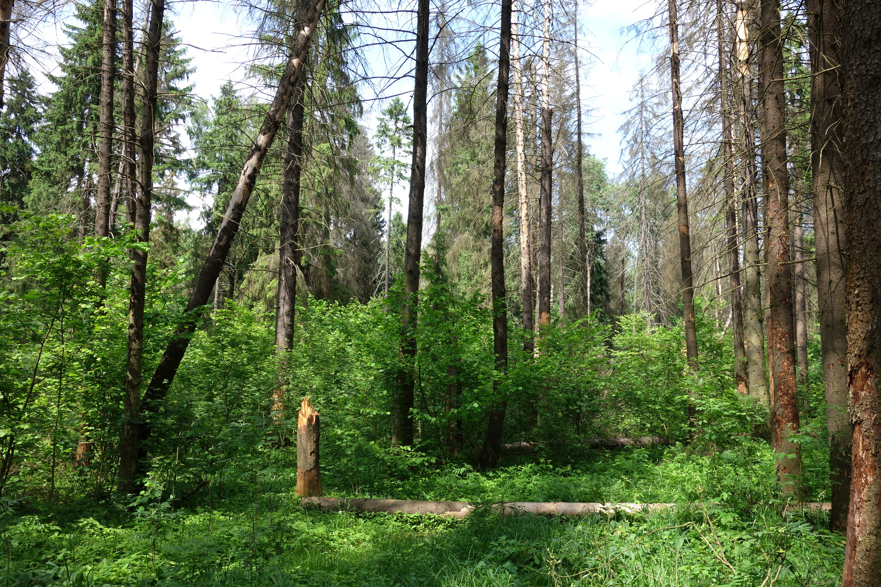 Погибающий лес 