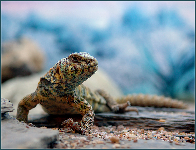Чего бы такое учинить? украшенный шипохвост Uromastyx ornatus