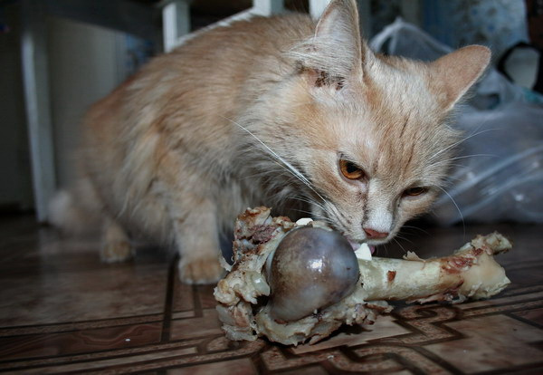 после охоты кошка