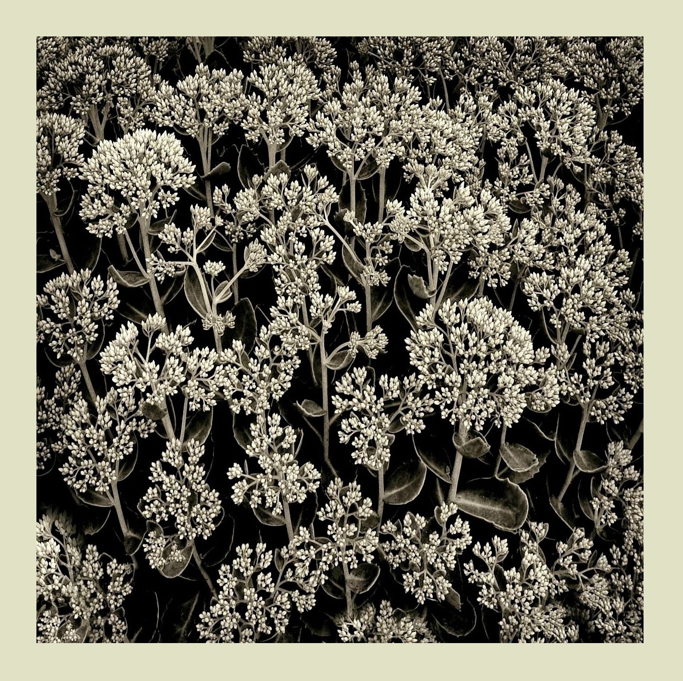 городские растения #2 Москва городская флора