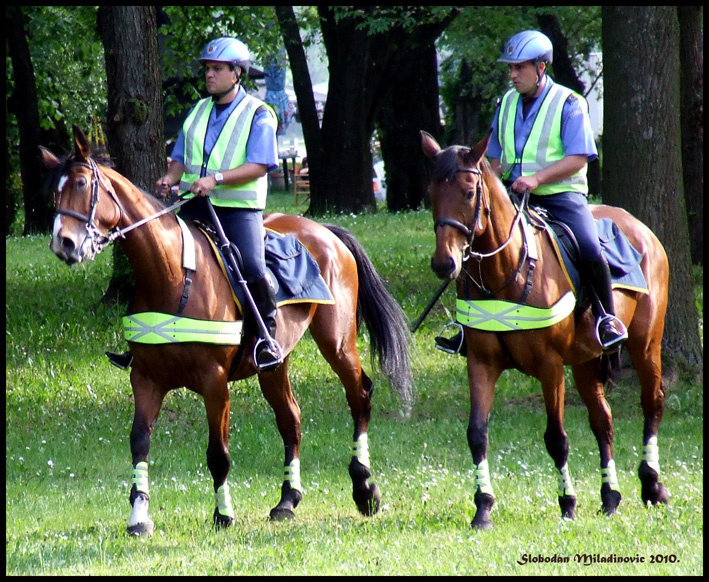 Cavalery horses, police