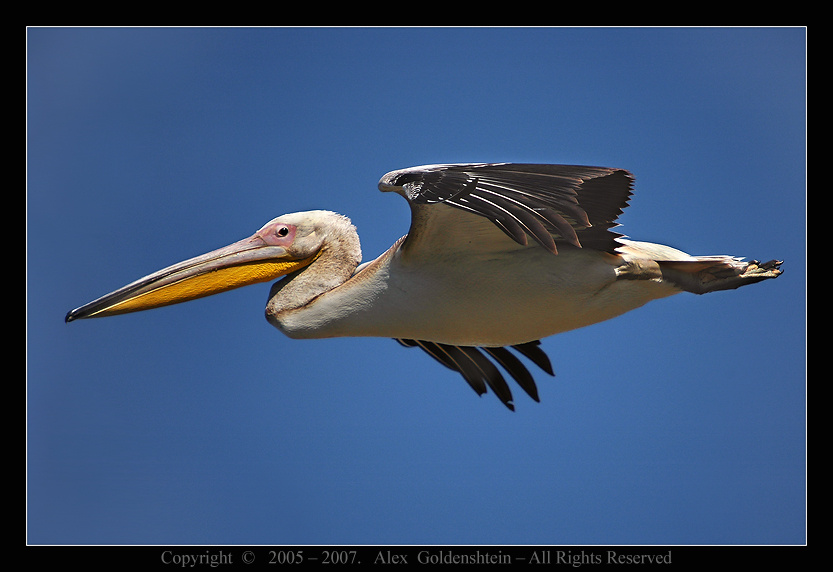 Розовый пеликан (Pelecanus onocrotalus). Розовый пеликан  Pelecanus onocrotalus Мааян-Цви
