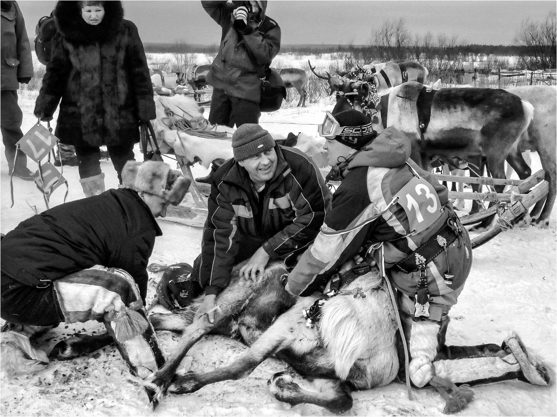 "Переломный" момент в гонках на оленьих упряжках фотография путешествие Север Заполярье Кольский полуостров село Ловозеро Праздник Севера гонки олени жанр репортаж март Фото.Сайт Photo.Sight Светлана Мамакина Lihgra Adventure