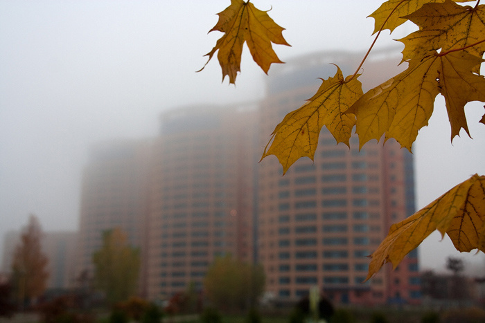 Foggy morning Fog, autumn