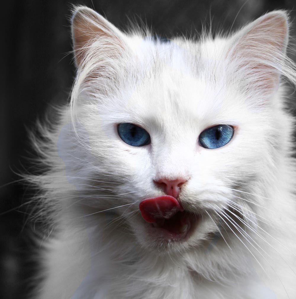 китя киса кошка кот