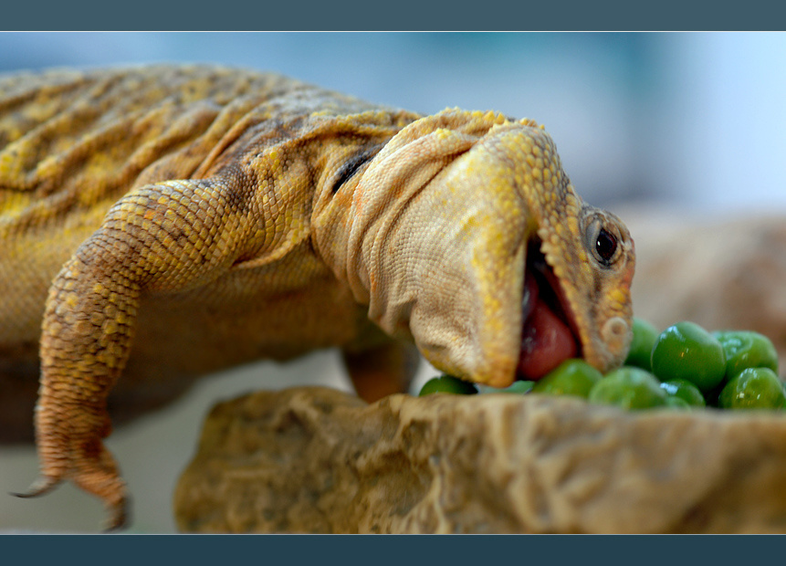 Едоки горошка: Реди сахарский шипохвост Uromastyx geyri
