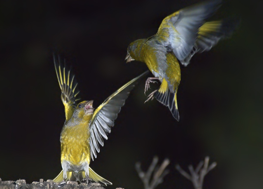 Довольно, Терамен, не оскорбляй Тезея… зеленушка, Greenfinch, Chloris chloris, Федра, Расин