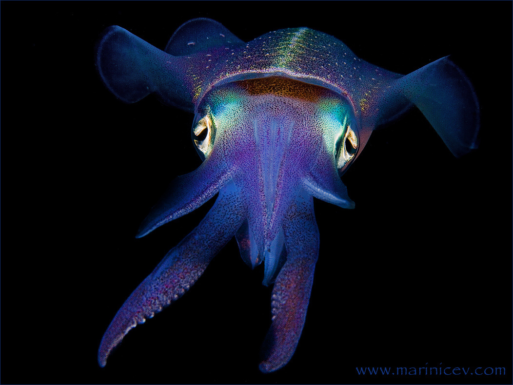 *** кальмар squid подводный мир подводное фото карибы carribian sea bonaire бонэйр